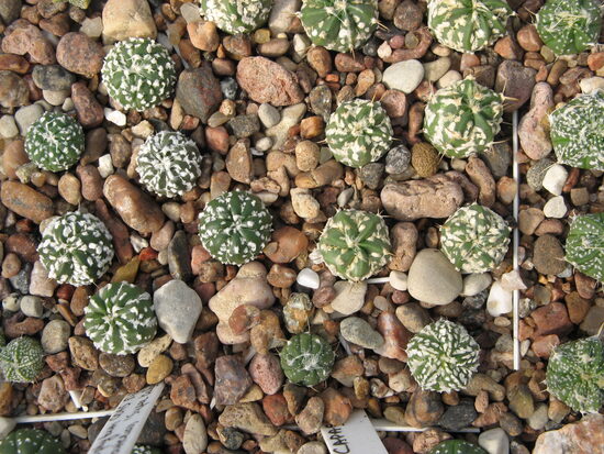 MAZIE AUGI, SĒJIŅI