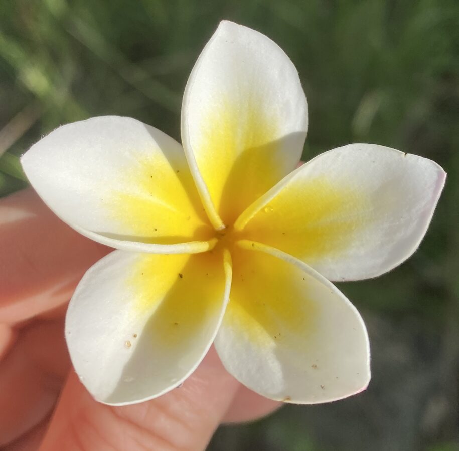 Plumeria Rubra Dzeltenie ziedi (Yellow flowers Plant)