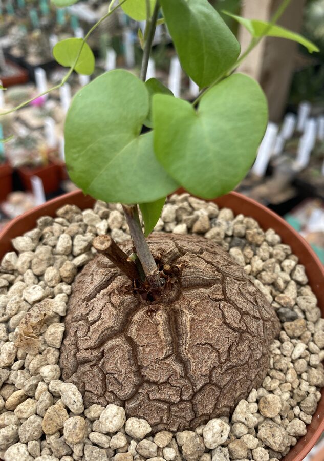 Dioscorea Elephantipes Sukulents (Succulent Caudex Plant)
