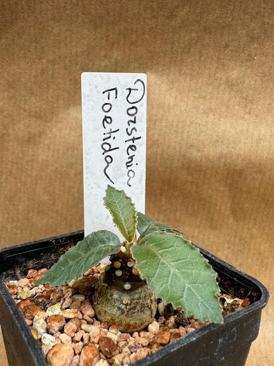 Dorstenia Foetida