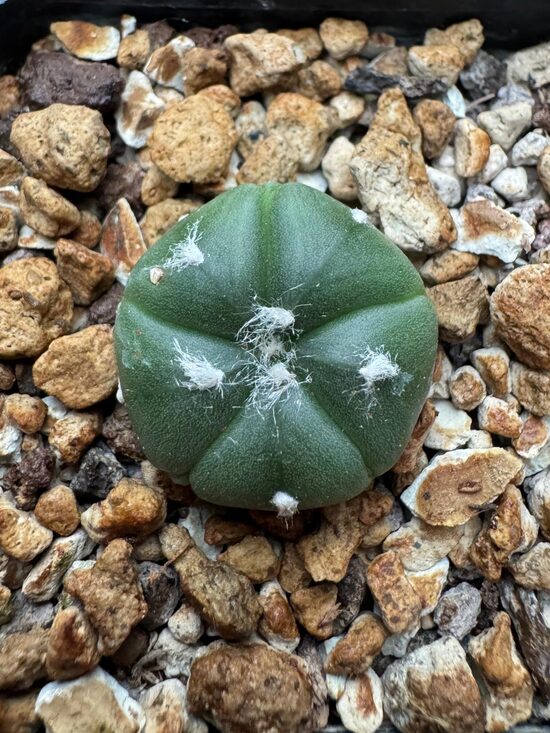 ASTROPHYTUM CULTIVAR Nr.1