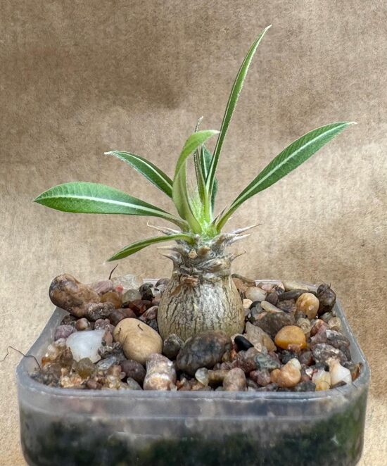 Pachypodium Rosulatum