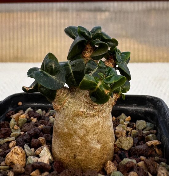 Adenium mini "Medusa" augs/plant 5cm Nr.11