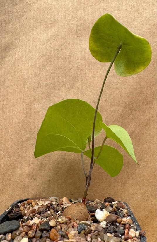 Dioscorea Elephantipes
