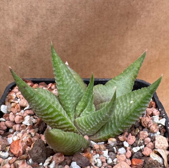 Haworthia Limifolia