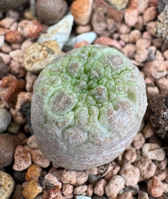 Pseudolithos Cubiformis