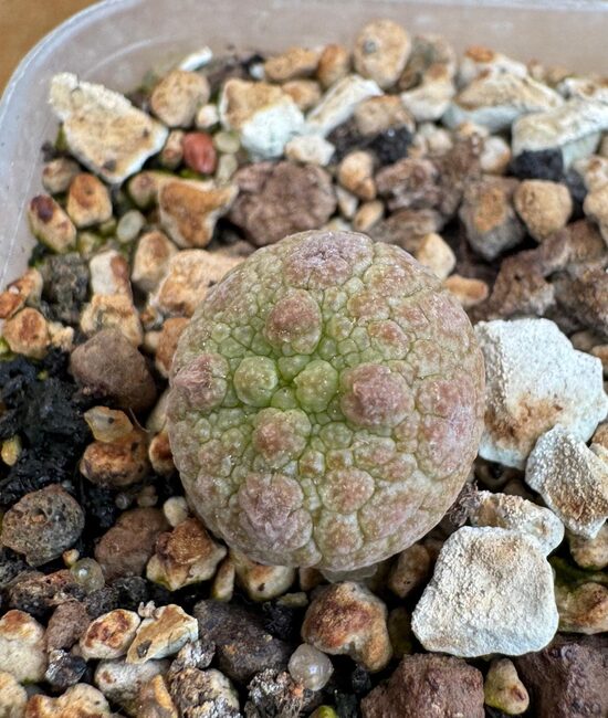 Pseudolithos Migiurtinus