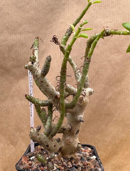 Tylecodon Buchhlzianus