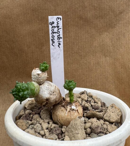 Euphorbia Globosa