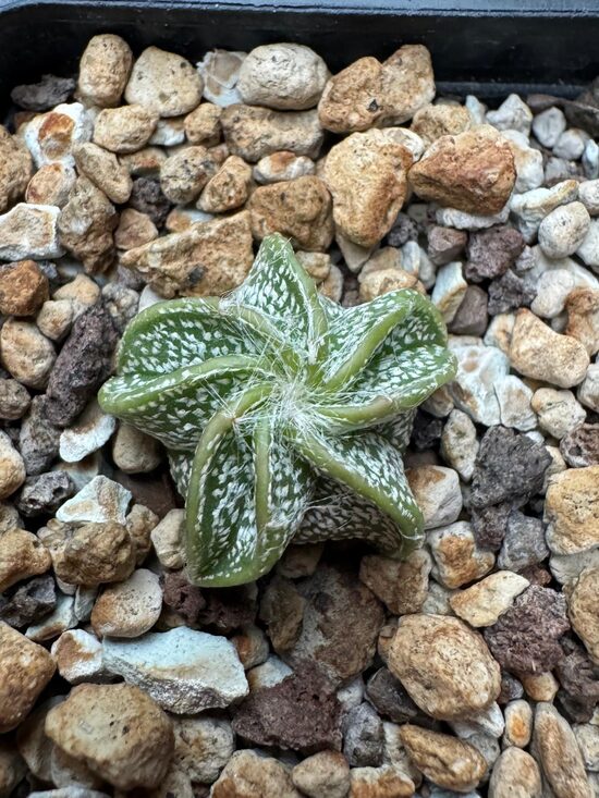 ASTROPHYTUM hybrid Nr.2