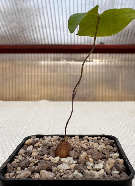 Dioscorea elephantipes seedling