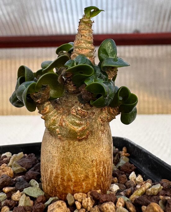 Adenium mini "Medusa" augs/plant 5cm Nr.12