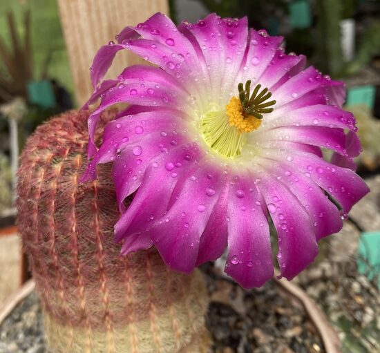 Echinocereus Rigidissimus var. Rubispinus kaktuss cena no
