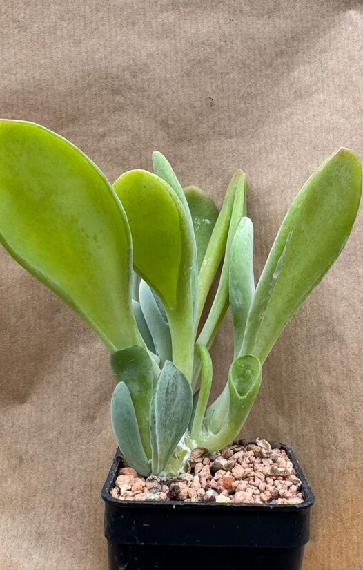 Sukulents Crassula Nr 16