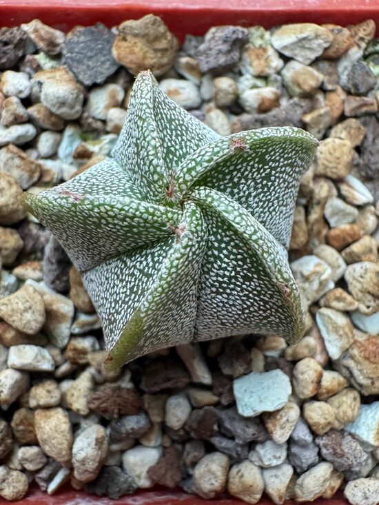Astrophytum hybrid Nr.3