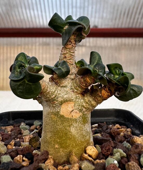 Adenium mini "Medusa" augs/plant 5cm Nr.13