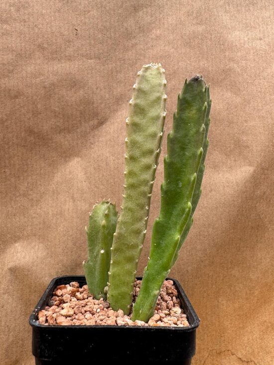 Stapelia Hirsuta