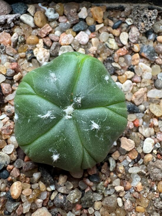 ASTROPHYTUM CULTIVAR Nr. 4