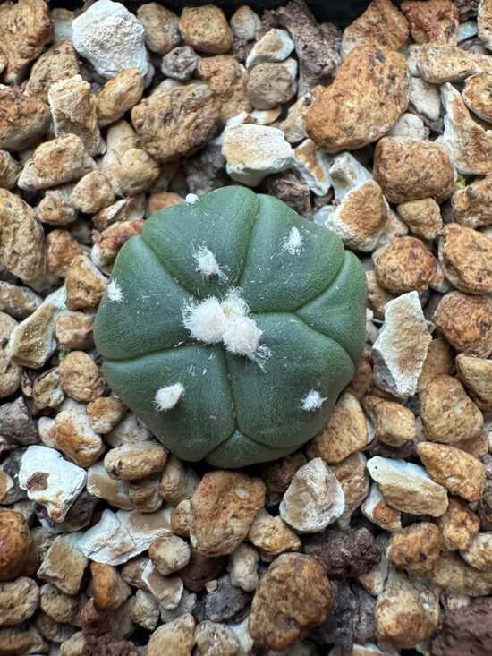 ASTROPHYTUM CULTIVAR Nr. 5
