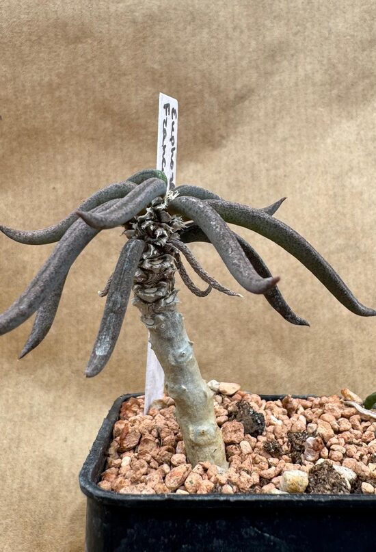 Euphorbia Francosii x decaryi