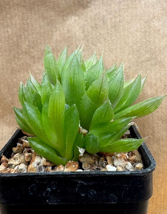 Haworthia cooperi