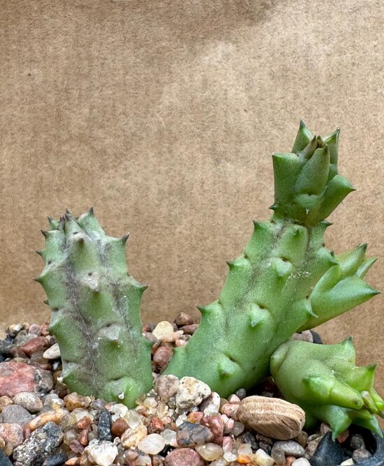 Huernia Hystrix