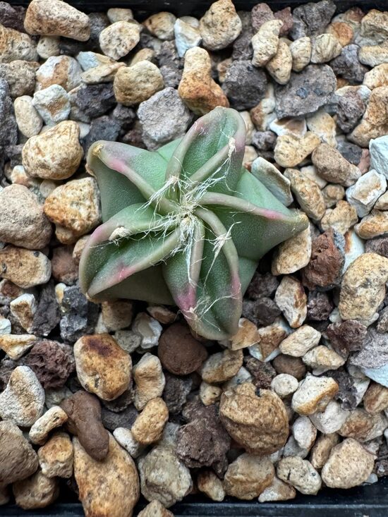 ASTROPHYTUM CULTIVAR Nr. 6