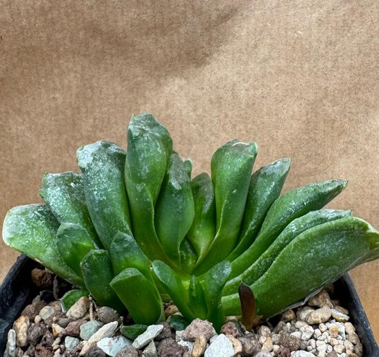 Haworthia maughanii x truncata
