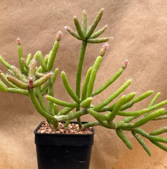 Sukulents Riphsalis
