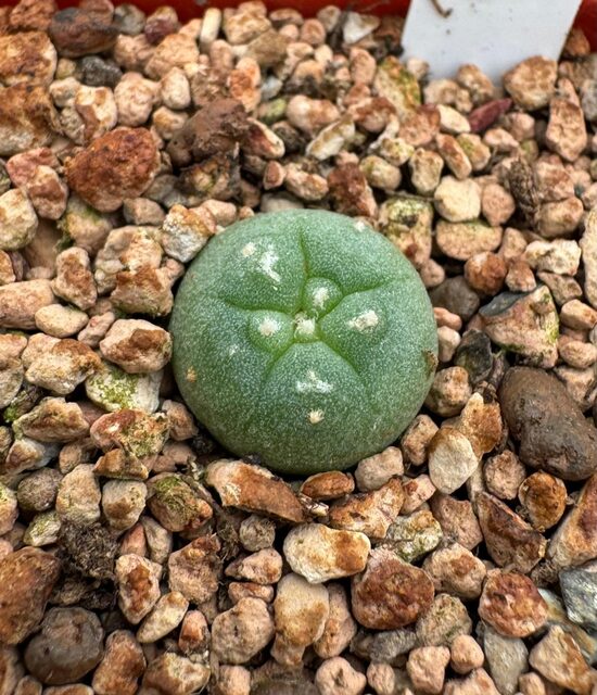 Lophophora Fricii v. Albiflora
