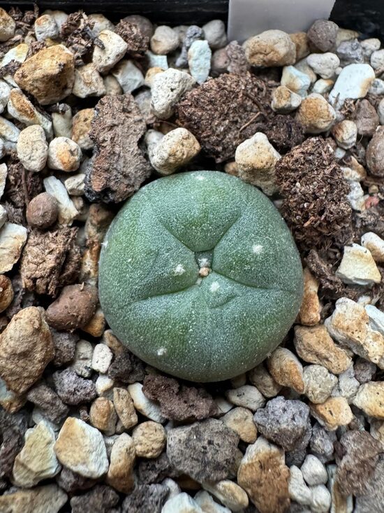  Lophophora Williamsii