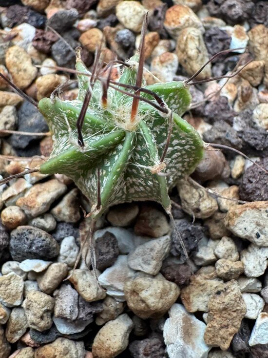 ASTROPHYTUM CULTIVAR Nr. 10