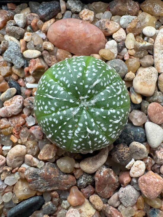 ASTROPHYTUM hybrid Nr.11