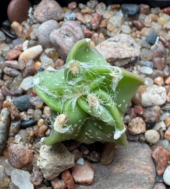 ASTROPHYTUM CULTIVAR Nr. 12