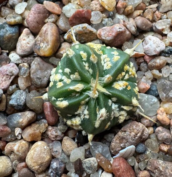 ASTROPHYTUM CULTIVAR Nr. 13