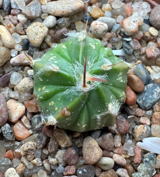 ASTROPHYTUM CULTIVAR Nr. 14