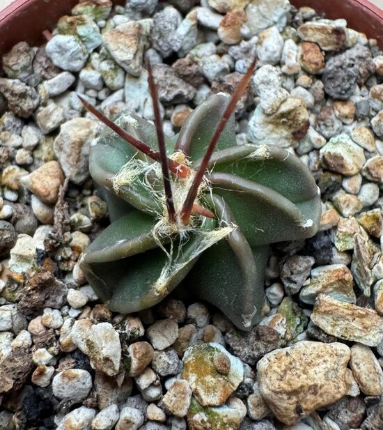 ASTROPHYTUM CULTIVAR Nr. 15