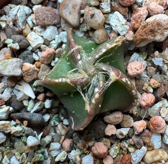 ASTROPHYTUM CULTIVAR Nr. 16