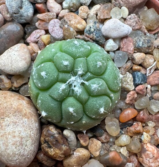 ASTROPHYTUM CULTIVAR Nr. 17