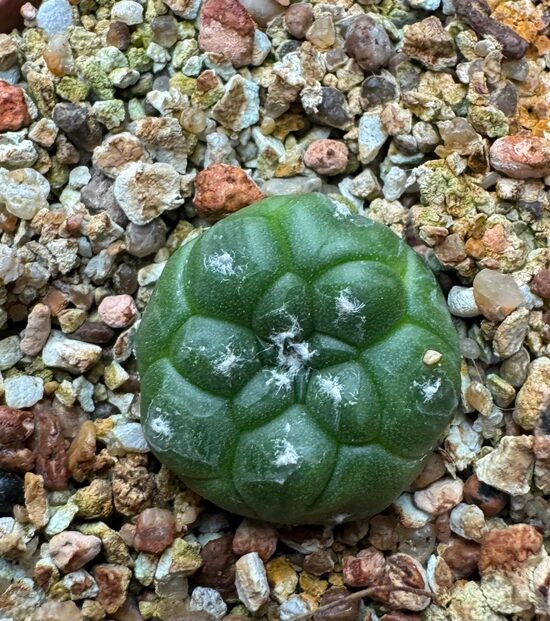 ASTROPHYTUM CULTIVAR Nr. 18