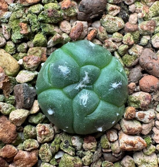 ASTROPHYTUM CULTIVAR Nr. 19