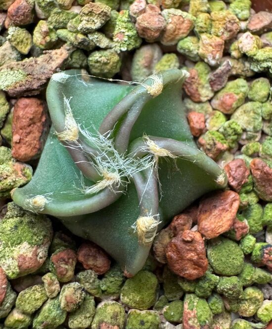 ASTROPHYTUM CULTIVAR Nr. 20