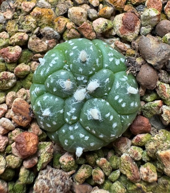 ASTROPHYTUM CULTIVAR Nr. 21