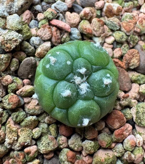 ASTROPHYTUM CULTIVAR Nr. 22