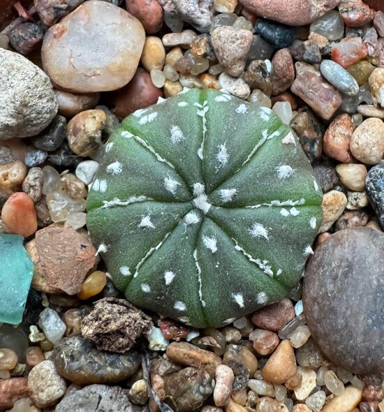 ASTROPHYTUM CULTIVAR Nr. 23