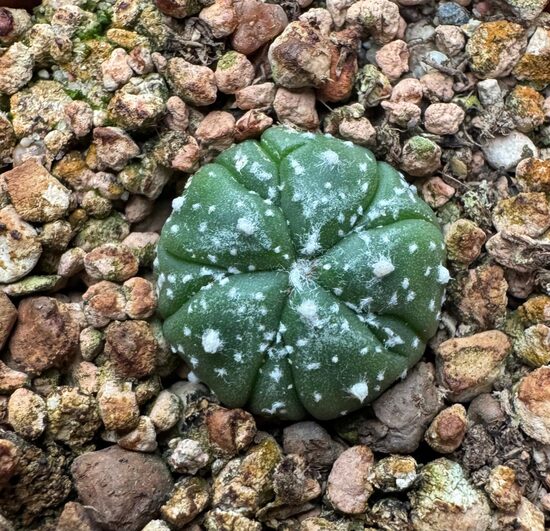 ASTROPHYTUM CULTIVAR Nr. 24