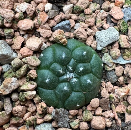 ASTROPHYTUM CULTIVAR Nr. 25