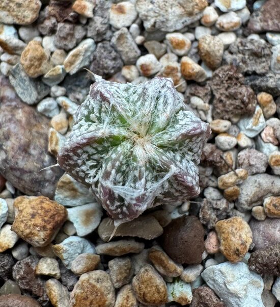 ASTROPHYTUM CULTIVAR Nr. 26