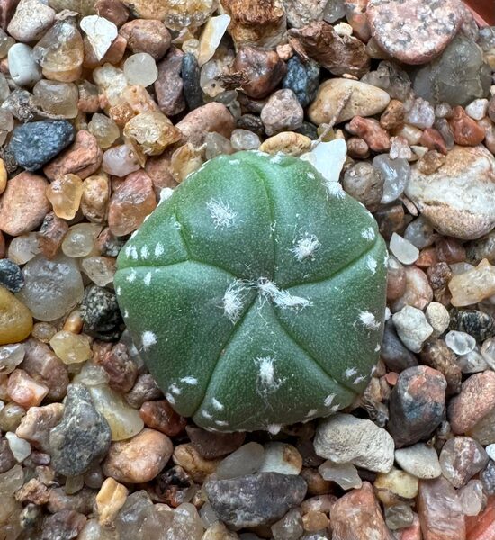 ASTROPHYTUM CULTIVAR Nr. 27