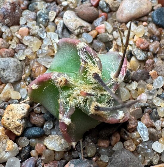  ASTROPHYTUM CULTIVAR Nr. 28